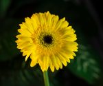 Gallery 8 - Test Org git 593