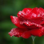 Gallery 5 - testing on xmlimport process